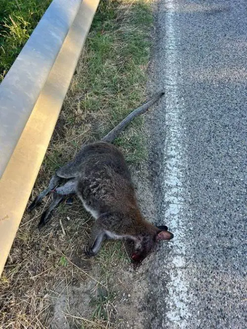Canguro investito e ucciso in Toscana, indagini in corso