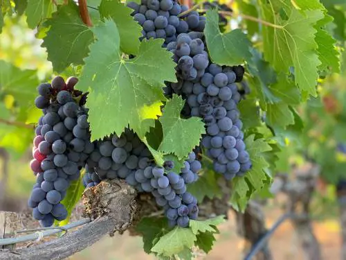 Brunello di Montalcino: storia del tesoro della Val d'Orcia