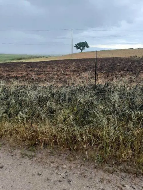 Non solo siccità, invasione di cavallette in Sardegna