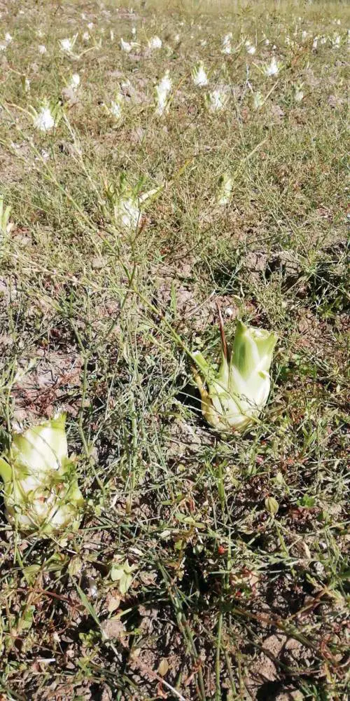 Cavallette in Sardegna: a rischio 50mila ettari di terreno