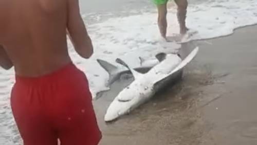Lo squalo portato a riva dai bagnanti (screenshot video)
