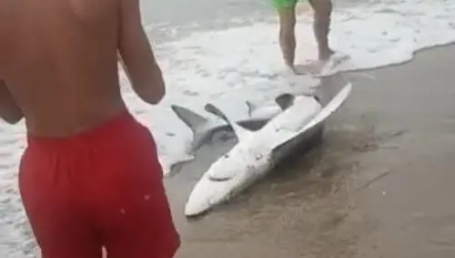 Lo squalo portato a riva dai bagnanti (screenshot video)