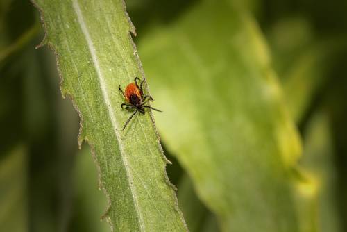  "Trasmissibile all'uomo": occhio al virus delle zecche. Come si prende