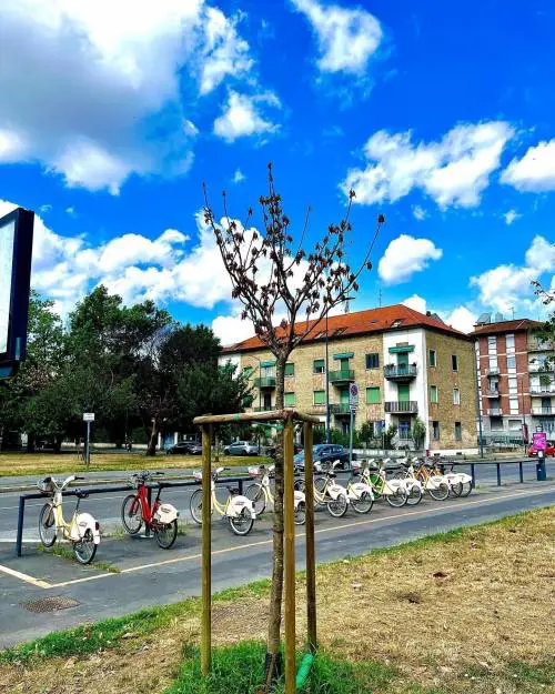 L'ambientalista Sala si dimentica di innaffiare gli alberi