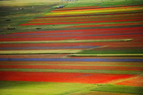 Castelluccio di Norcia, un quadro fiorito