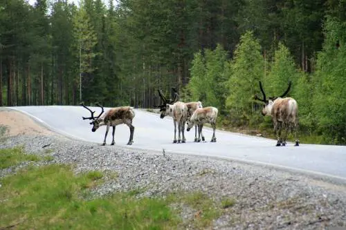 Strade killer e animali selvatici, storie di pericoli e salvataggi