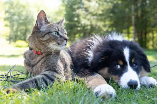 Accessori per gli animali domestici