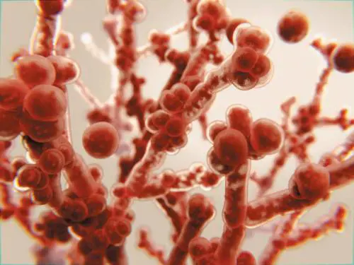Fungo "killer" si diffonde con l'aumento delle temperature: di cosa si tratta