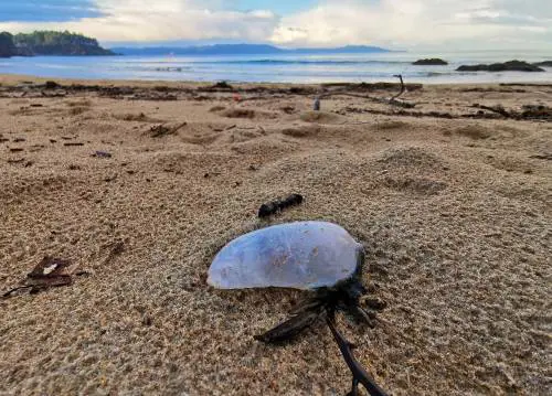 Sfiorata dalla medusa-killer: grave una donna. Avvistamenti in aumento e bagnanti a rischio