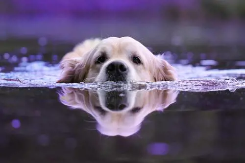 Affonda il pedalò: cinque giovani in pericolo. Il salvataggio da record di due cani-bagnini