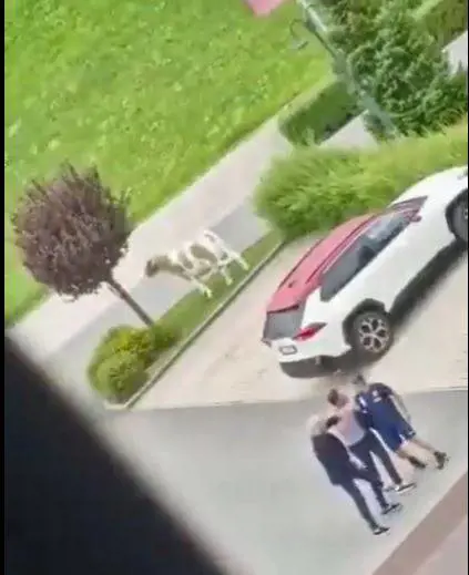 Torino, furiosa lite tra Juric e il ds Vagnati: vengono quasi alle mani