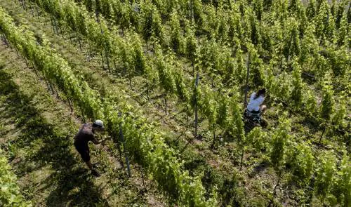 Ora i francesi hanno il bicchiere mezzo vuoto. Dall'Europa 200 milioni per distruggere il vino