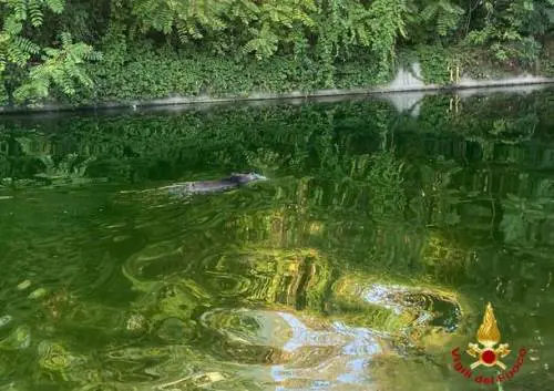 Milano come Roma: un cinghiale nuota in Darsena