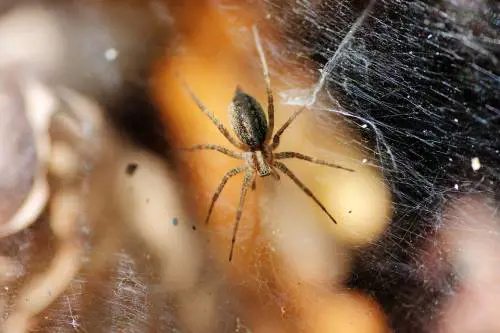 Entomofobia, che cos’è e da che cosa è scatenata