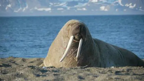 La "tricheca" mascotte di Oslo rischia di essere uccisa