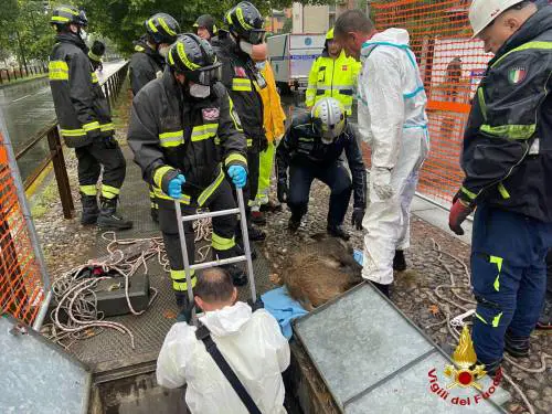 La trappola e le telecamere: così è stato recuperato il cinghiale