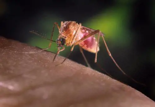 West Nile, tre vittime: due nel Lazio, una in Campania