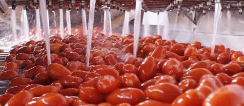 "Serve un piano Marshall per salvare il pomodoro"