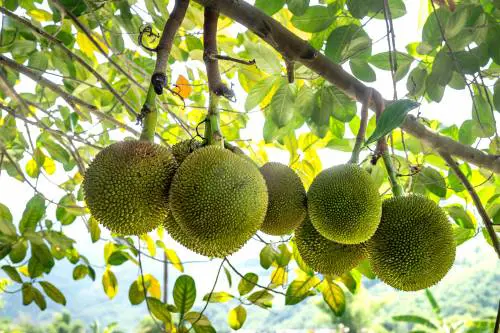 Albero del pane, tutti i segreti di questo superfood
