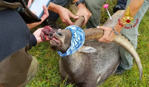 Latta di tonno ingoiata: stambecco rischia la morte