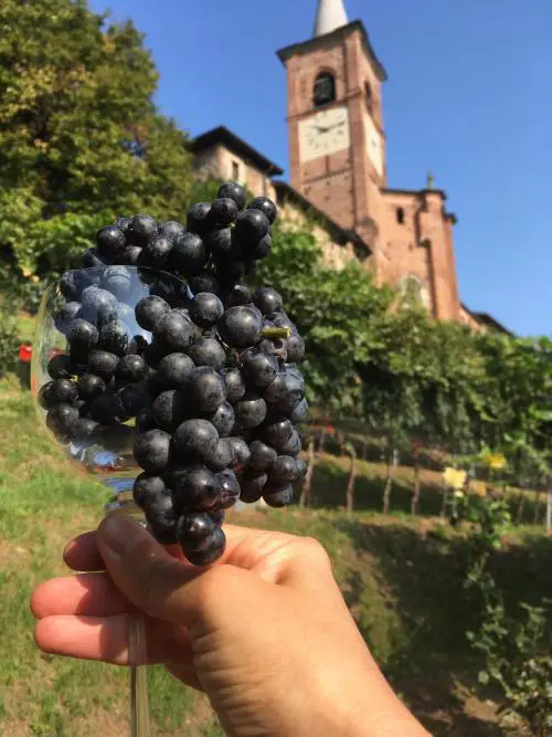 Vinitaly 2023: tutti i nuovi trend per gli appassionati del vino
