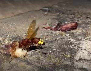 L'invasione delle vespe pericolose: cosa sta accadendo