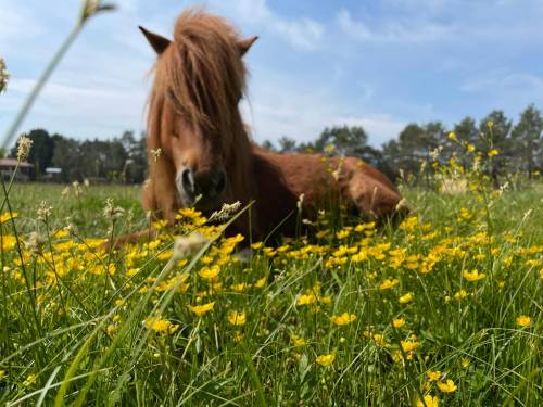 "La Mia Terra": come ritrovare il nostro io nel "paradiso dei cavalli"