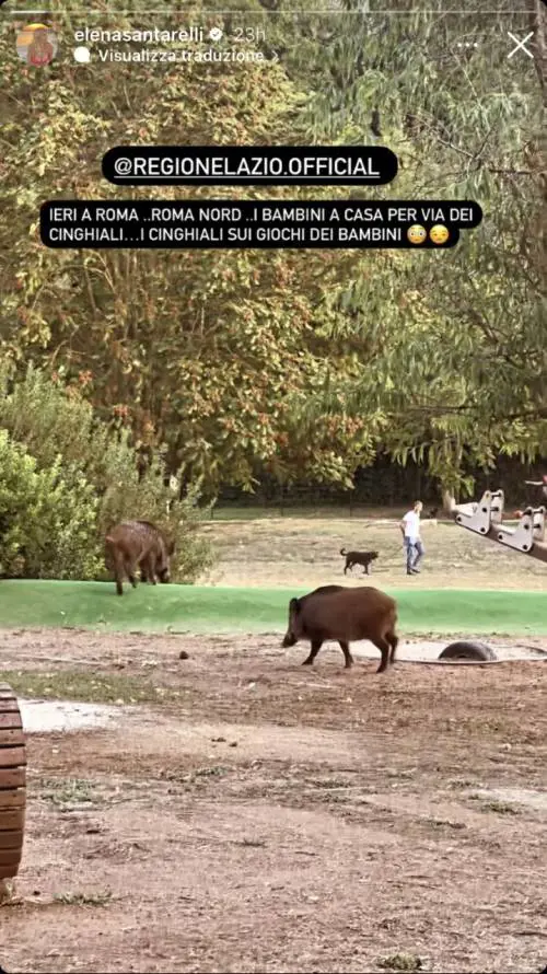 "I cinghiali sui giochi dei bambini". Anche i vip contro il degrado nella Capitale