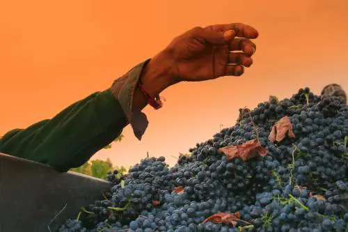 Furti d'uva, crimini di vendemmia