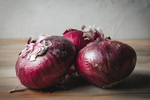 Cipolle rosse di Tropea, ricette e curiosità