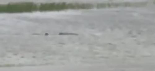 Dopo l'uragano Ian, uno "squalo" si aggira per le strade