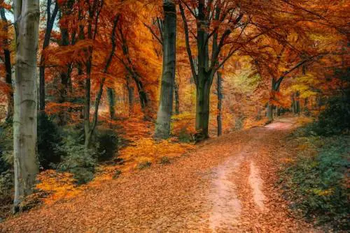 Natura: tra guide reali, intelligenza emotiva,  app virtuali e tecnologia.  L'esempio virtuoso di inaturalist 
