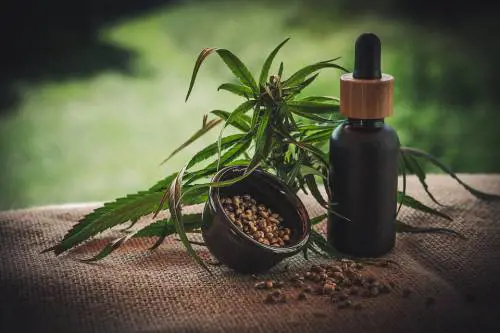 Olio di canapa, tutti i benefici