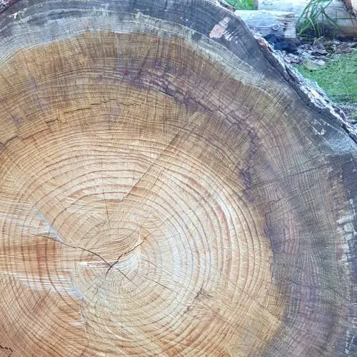 Gli alberi ci parlano: i segreti custoditi nel tronco di una pianta