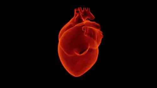 Malattie delle valvole cardiache, che cosa sono e come riconoscerle
