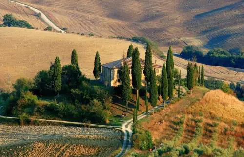 L’albero straniero che ha fatto la Toscana