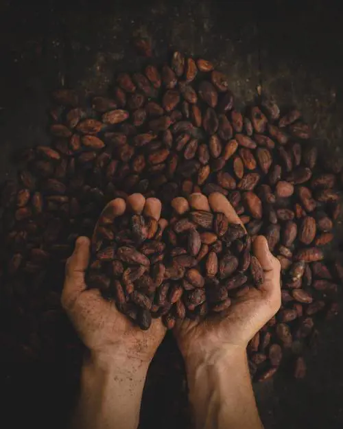 Il prezzo del cacao crolla ai minimi da tre mesi