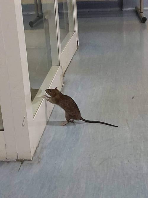 Il topo intrufolatosi nel pronto soccorso dell'ospedale