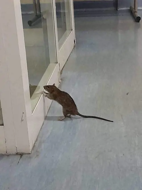 Il topo intrufolatosi nel pronto soccorso dell'ospedale