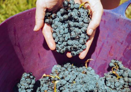Toscana, quel vino toscano "alieno" che ha conquistato il mondo