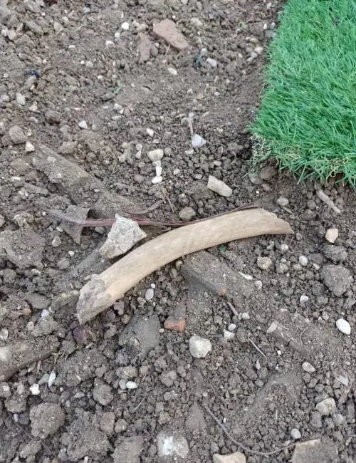 "Mi vogliono riesumare, ma sono vivo". E al cimitero spuntano strane ossa