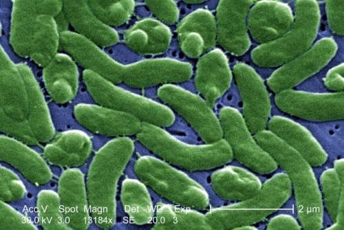 Almeno 4 morti e 29 feriti: paura per i "batteri mangia carne"