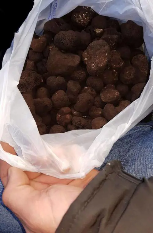 La sagra del tartufo finisce male: sette intossicati