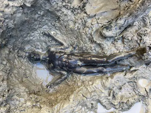 "San Casciano come Riace". Emerse dall'acqua 24 statue in bronzo