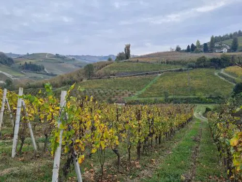 Langhe e Roero, le terre del Barolo e del Barbaresco