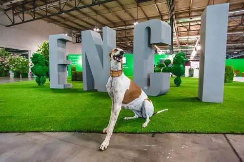 Enci Winner, in fiera il Natale con gli amici a quattro zampe