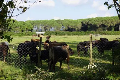 Parcosanrossore.org