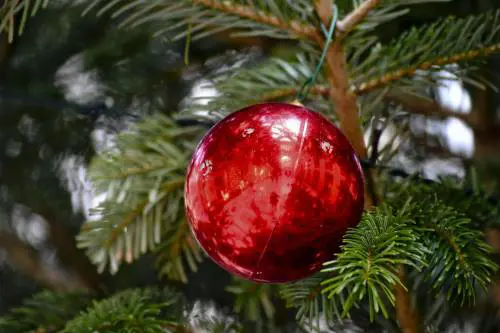Tentano di rubare albero di Natale, sei minori nei guai