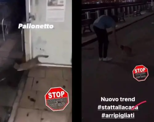 Gatti presi a calci per divertimento, l'orrore dei giovani sul web