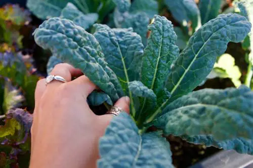 Cavolo nero, il superfood invernale